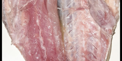 أجمل وأطعم فسيخ في البيت